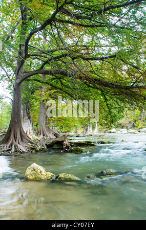 Ein ruhiger Strom von Guadalupe River verläuft durch das Hügelland, TX, von massiven Zypressen gesäumt. Stockfoto