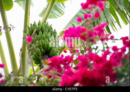 Bananenstaude (Musa sp.) und Bougainvillea (Bougainvillea), Puerto De La Cruz, Teneriffa, Kanarische Inseln, Spanien, Europa Stockfoto