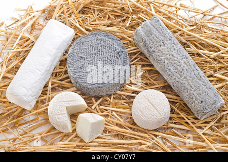 verschiedene lokale Spezialität Ziegenkäse vor weißem Hintergrund Stockfoto