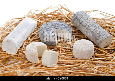 Variousof lokale Spezialität Ziegenkäse vor weißem Hintergrund Stockfoto