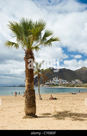 Palmen und Strand, Playa de Las Teresitas, San Andrés, Teneriffa, Kanarische Inseln, Spanien, Europa Stockfoto