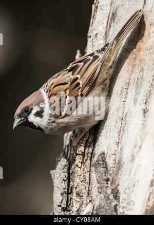 Eurasische Baum-Spatz (Passer Montanus), Hebertshausen, Bayern Stockfoto