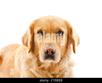 Closeup am Bedrücktes Gesichtsausdruck des golden Retriever Hund auf weißem Hintergrund Stockfoto