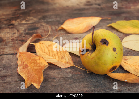 Gefallene Blätter im Herbst auf dem alten Holztisch und ein fauler Apfel Stockfoto