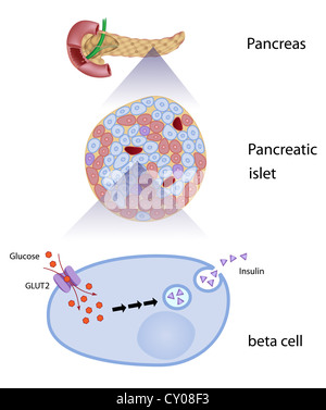 Glukose induziert Insulin-Freisetzung in Beta-Zellen Stockfoto