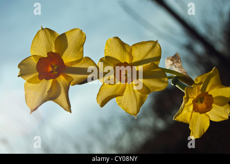 Hinterleuchtete Narzissen vor blauem Himmel Stockfoto