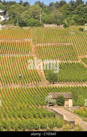 Weinbergs Côte de Beaune Burgund Frankreich Stockfoto