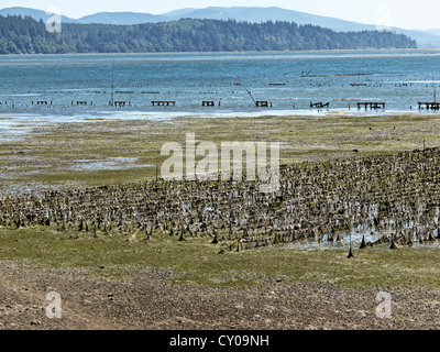 Wattenmeer bei Ebbe offenbart Austernbänke Willipa Bay Washington State Stockfoto