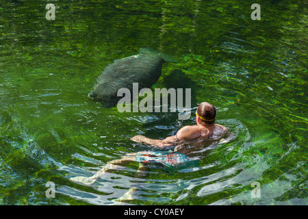 Ein Manatee und Schwimmer in den Blue Spring Run Schwimmbereich, Blue Spring State Park in der Nähe von Orange City, Zentral-Florida, USA Stockfoto