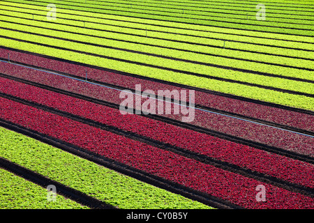 Winter-Salat ernten, Imperial Valley, Kalifornien Stockfoto