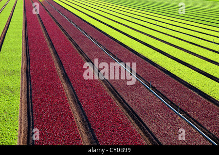 Winter-Salat ernten, Imperial Valley, Kalifornien Stockfoto