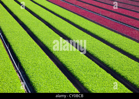 Winter-Salat ernten, Imperial Valley, Kalifornien Stockfoto