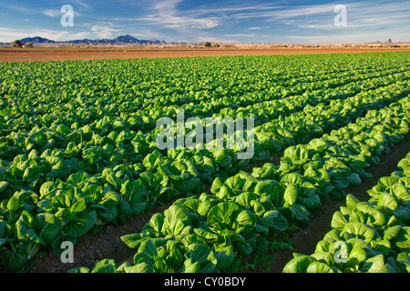 Winter-Salat ernten, Imperial Valley, Kalifornien Stockfoto