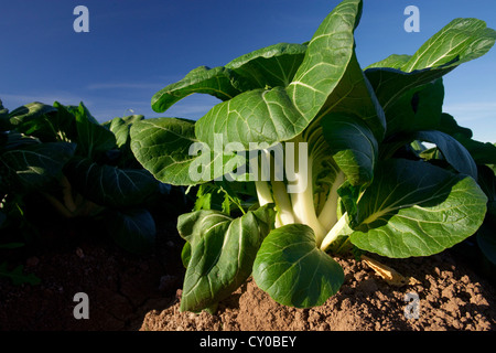 Winter-Salat ernten, Imperial Valley, Kalifornien Stockfoto