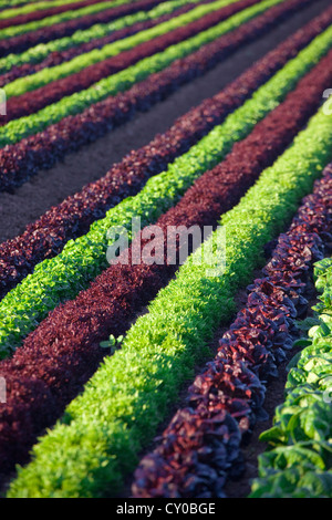 Winter-Salat ernten, Imperial Valley, Kalifornien Stockfoto