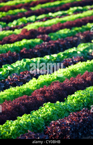 Winter-Salat ernten, Imperial Valley, Kalifornien Stockfoto
