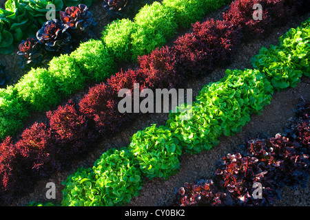 Winter-Salat ernten, Imperial Valley, Kalifornien Stockfoto