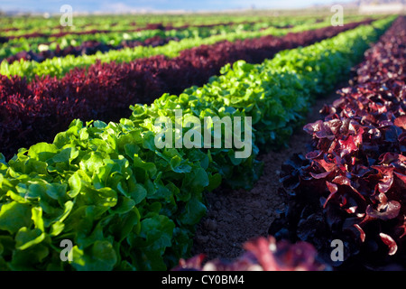 Winter-Salat ernten, Imperial Valley, Kalifornien Stockfoto