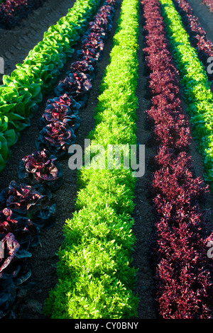Winter-Salat ernten, Imperial Valley, Kalifornien Stockfoto