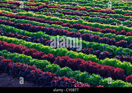 Winter-Salat ernten, Imperial Valley, Kalifornien Stockfoto