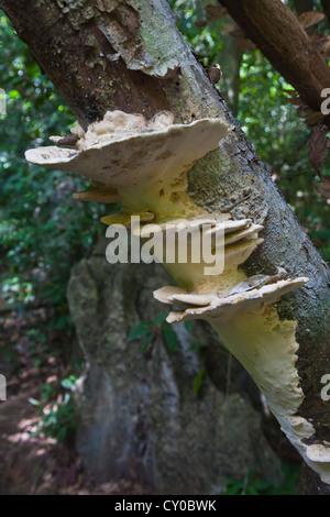 Pilze wachsen in den Regenwald im KHAO SOK Nationalpark - SURATHANI PROVENCE, THAILAND Stockfoto