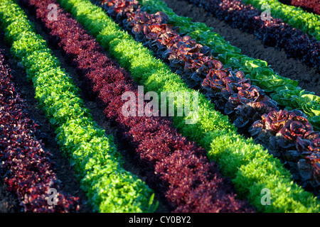Winter-Salat ernten, Imperial Valley, Kalifornien Stockfoto