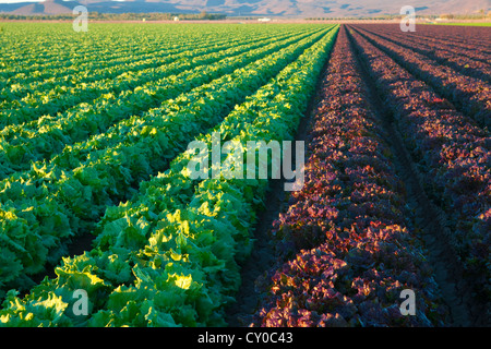 Winter-Salat ernten, Imperial Valley, Kalifornien Stockfoto