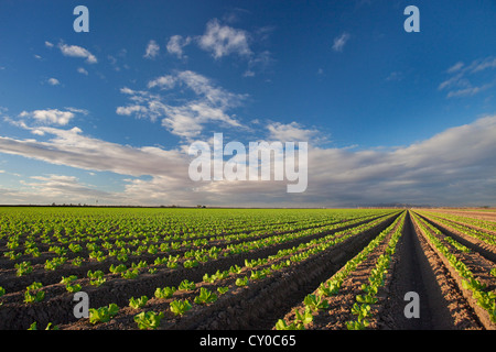 Winter-Salat ernten, Imperial Valley, Kalifornien Stockfoto