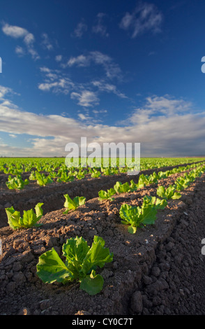 Winter-Salat ernten, Imperial Valley, Kalifornien Stockfoto