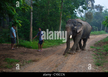 Ein Trainer mit seinen Elefanten in einem Camp in der Nähe von KHAO SOK Nationalpark - SURAJ THANI PROVENCE, THAILAND Stockfoto