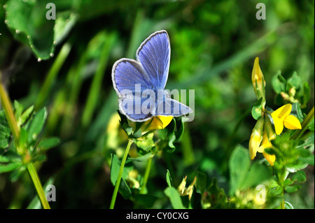 Adonis Blue (Polyommatus Bellargus) auf einer gelben Vogel's – Foot Trefoil-Blume (Lotus Corniculatus), Nationalpark Berchtesgaden Stockfoto