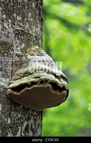 Zunderschwamm oder Zunder Polypore (Zündstoff Fomentarius), auf dem Stamm von einem Toten Buche (Fagus), Ramsau Stockfoto