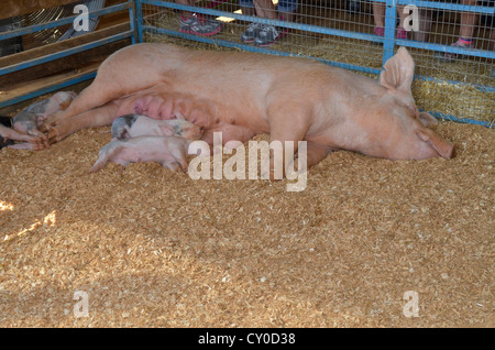 ein Mutterschwein mit ihrer Ferkel schlafen Stockfoto