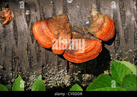 Zinnober Polypore (Pycnoporus Cinnabarinus) auf einen Toten Kirsche Stamm, Dennenlohe, Middle Franconia, Bayern Stockfoto