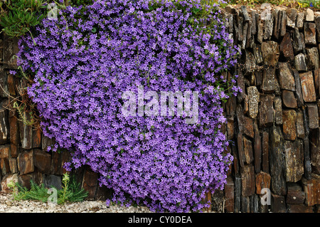 Dalmatinische Glockenblume, Adria Glockenblume, Wand-Glockenblume (Campanula Portenschlagiana), Blüte, Dartmoor, England Stockfoto