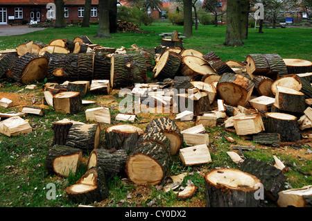 Stamm einer Eiche gesägt in Segmente in einem Garten, gestapelten Protokollen am Rücken, Voegelsen, Niedersachsen Stockfoto