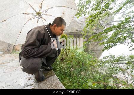 Shaolin Mönch Shi De Jian Prüfung Vegetation im San Huang Zhai Kloster auf dem Song-Berg, China Stockfoto