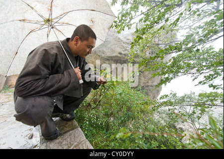 Shaolin Mönch Shi De Jian Prüfung Vegetation im San Huang Zhai Kloster auf dem Song-Berg, China Stockfoto