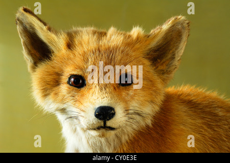 Präparierten Tier, Leiter der ein junger Fuchs (Vulpes Vulpes), Sonderausstellung 2012, Industriemuseum, Sichartstrasse 5-25 Stockfoto