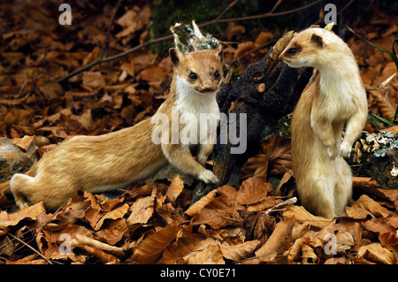 Künstliche Buche Wald mit ausgestopften Tieren, zwei Wiesel (Mustela Erminea), mit Sommerfell, 2012-Sonderausstellung auf der Stockfoto