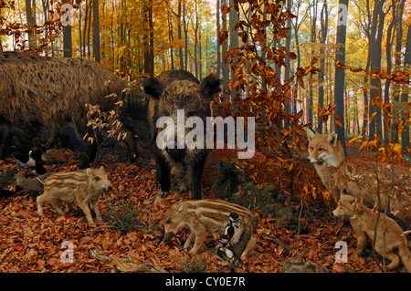 Szene auf einem herbstlichen Buchenwald mit ausgestopften Tieren, Wildschwein (Sus Scrofa) mit Ferkel, Fuchs (Vulpes Vulpes) rekonstruiert Stockfoto