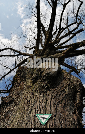 Naturdenkmal Zeichen, Deutsch für Naturdenkmal auf einem alten großer-blättrig Linden oder Linde (Tilia Platyphyllos), Buehl Stockfoto