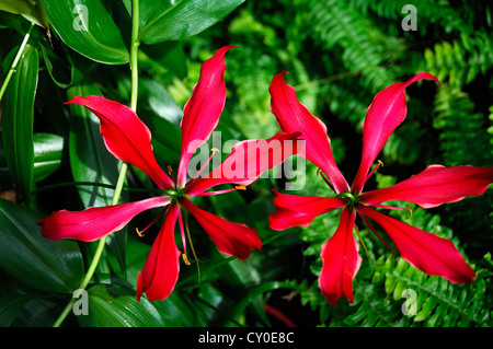 Pracht-Lilie (Gloriosa Superba), Blumen Stockfoto