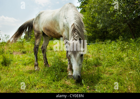 Schmutzigen weißen Pferd grasen auf einer Wiese Stockfoto