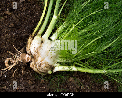 Frisch gegraben Florenz Fenchel-Wurzel - Finocchio Stockfoto