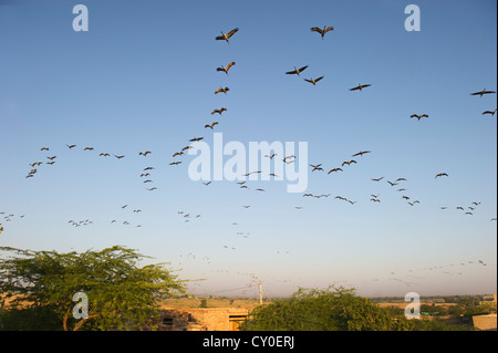 Demoiselle Kran Anthropoides Virgo in Kichan in Thar Wüste Rajasthan Indien November Stockfoto