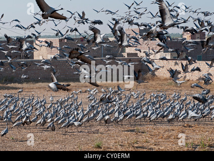 Demoiselle Kran Anthropoides Virgo in Kichan in Thar Wüste Rajasthan Indien November Stockfoto