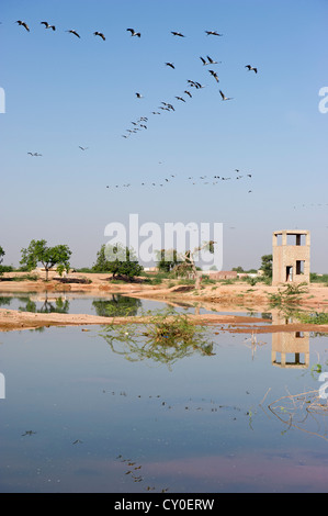 Demoiselle Kran Anthropoides Virgo in Kichan in Thar Wüste Rajasthan Indien November Stockfoto