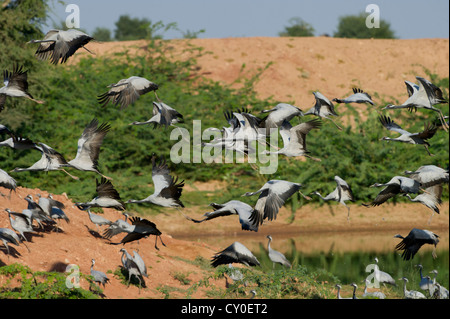 Demoiselle Kran Anthropoides Virgo in Kichan in Thar Wüste Rajasthan Indien November Stockfoto