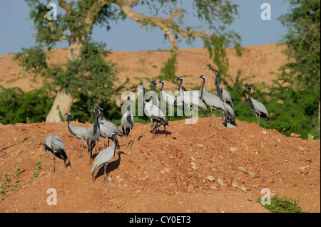 Demoiselle Kran Anthropoides Virgo in Kichan in Thar Wüste Rajasthan Indien November Stockfoto